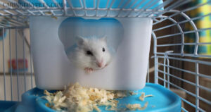 What Time Do Hamsters Wake Up? Read Before You Wake Your Pet!