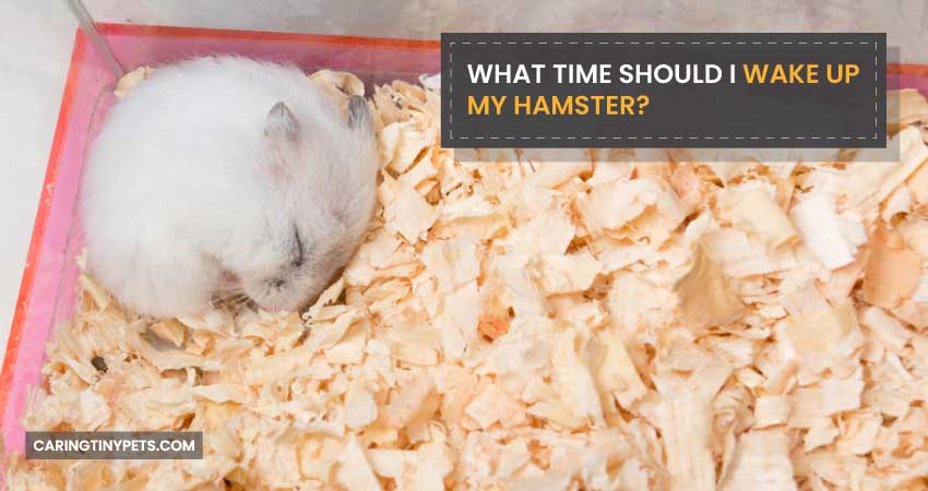 What Time Should I Wake Up My Hamster