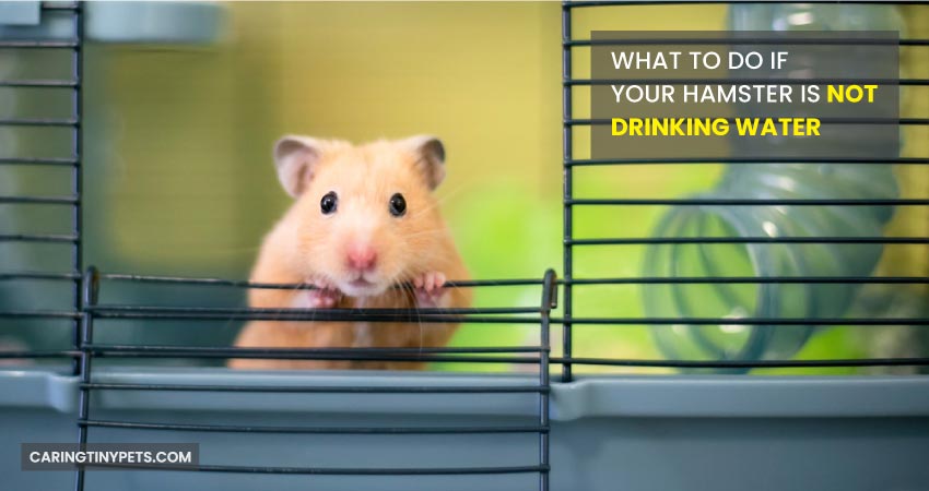 What to Do if Your Hamster is Not Drinking Water