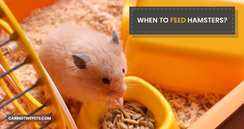 When to Feed Hamsters