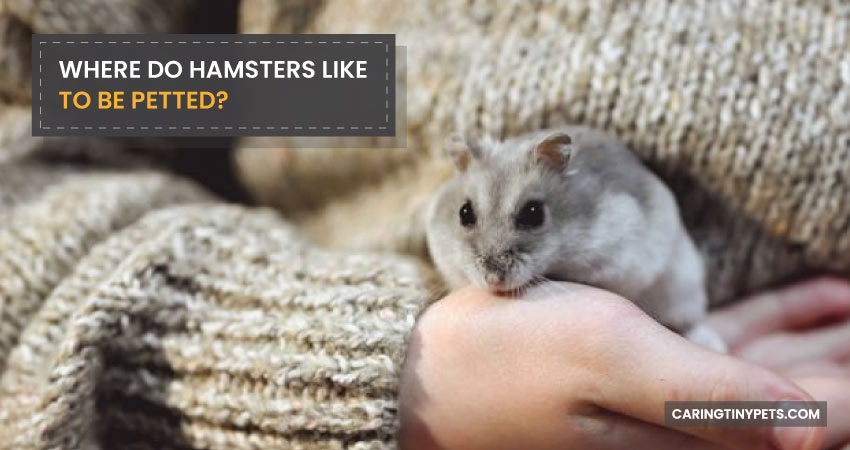 Where-Do-Hamsters-Like-To-Be-Petted