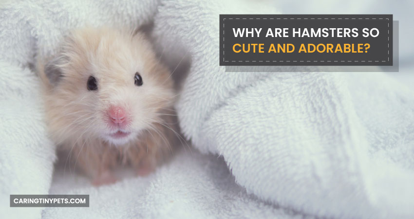 Why Are Hamsters So Cute and Adorable