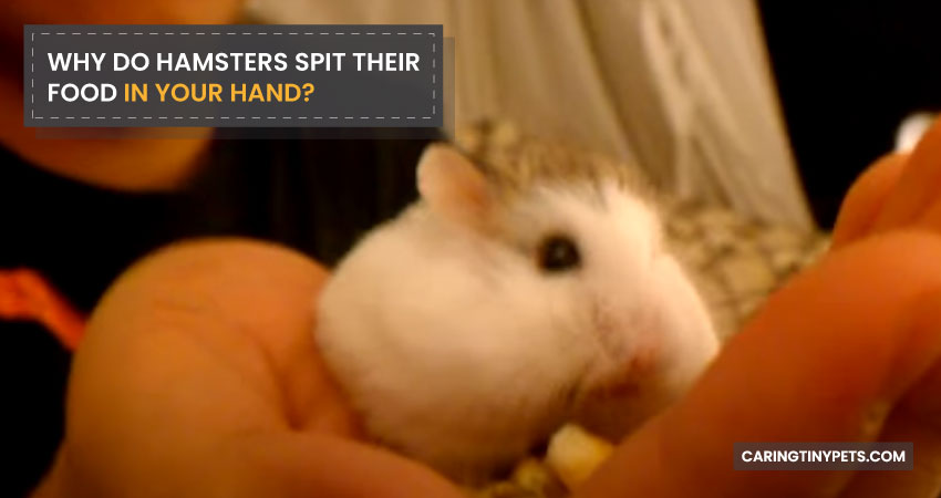 Why Do Hamsters Spit Their Food in Your Hand