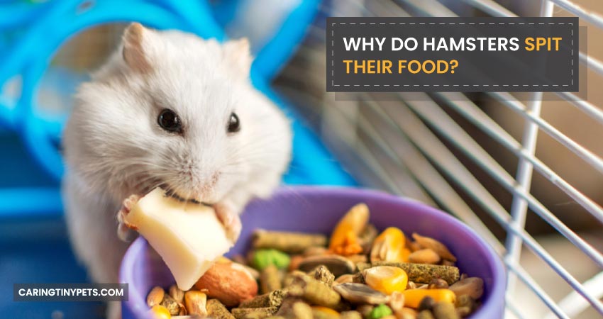 Why Do Hamsters Spit Their Food
