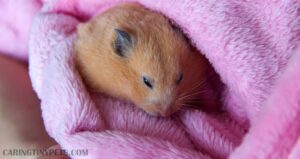 Why Does My Hamster Sleep So Much? 3 Things You Need to Look Out For