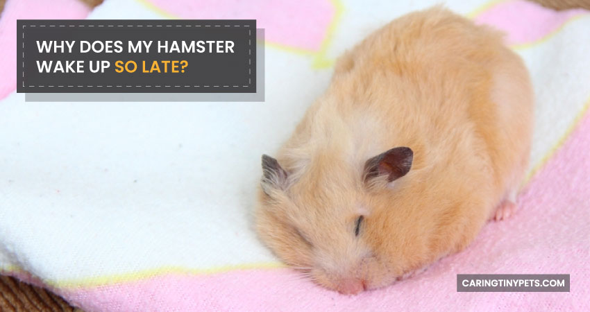 Why Does My Hamster Wake Up So Late