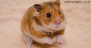Why Is Hamster Not Drinking Water? Causes And How To Solve It