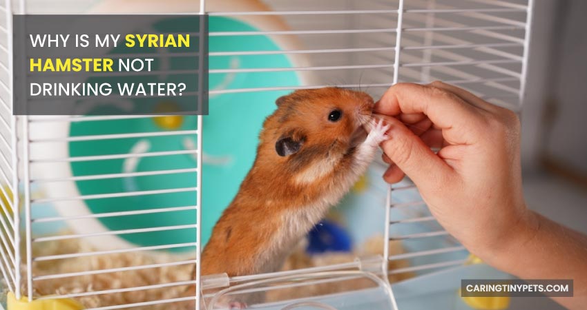 Why Is My Syrian Hamster Not Drinking Water