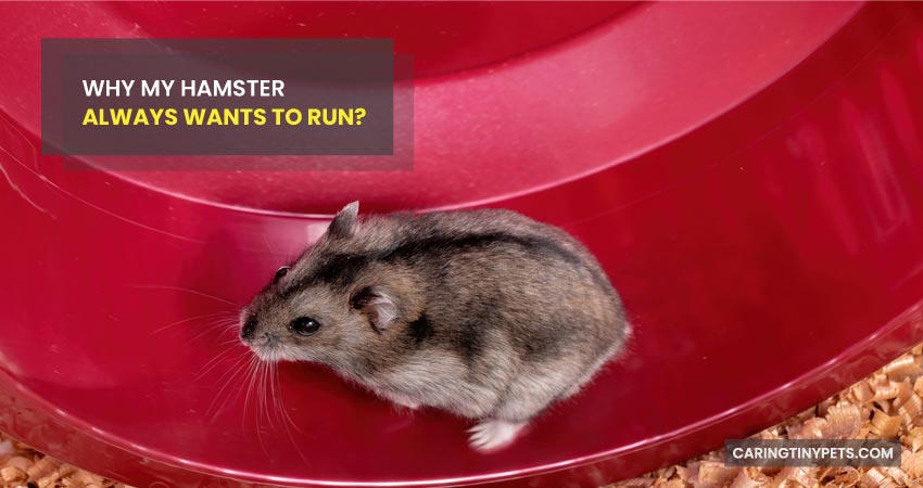 Why My Hamster Always Wants To Run