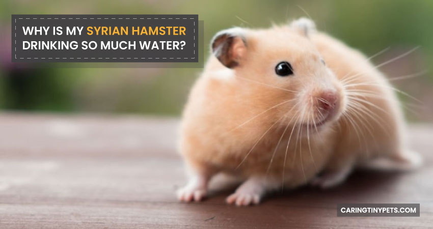 Why is My Syrian Hamster Drinking so Much Water