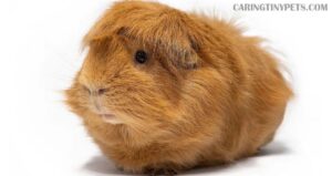 Why is my guinea pig not moving? [Here’s Why and What to Do]