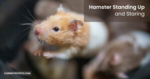 Hamster Standing Up and Staring – What does it mean?