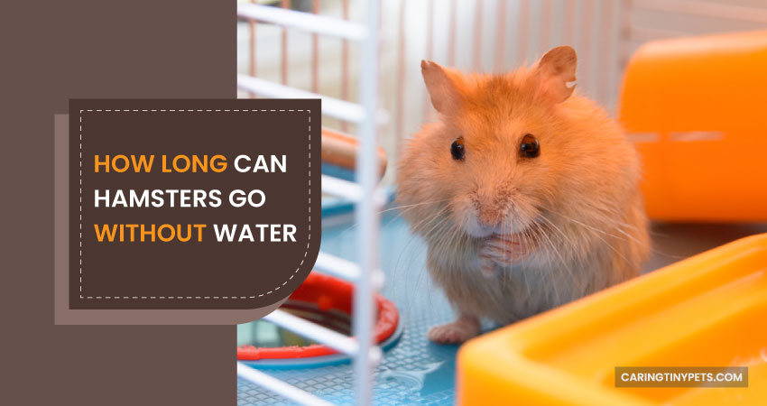 How Long Can Hamsters Go Without Water and Food