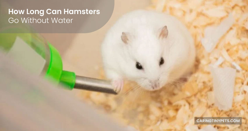 How Long Can Hamsters Go Without Water