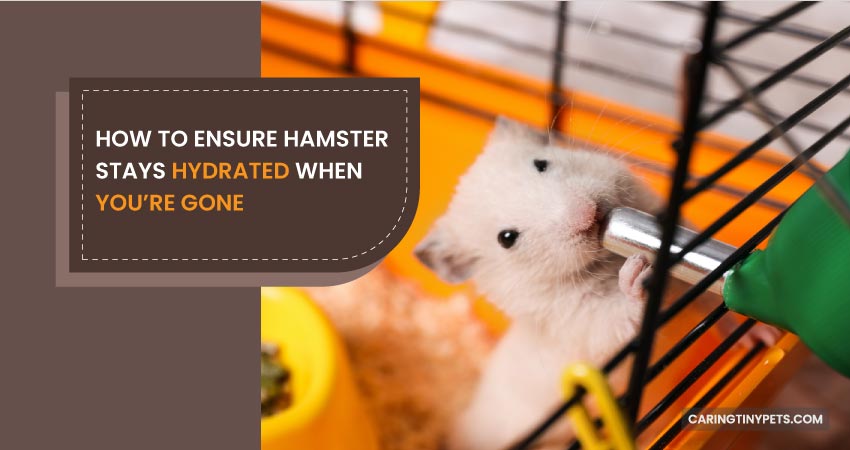 How To Ensure Hamster Stays Hydrated When You’re Gone