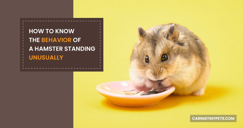 How to Know the Behavior of a Hamster Standing Unusually
