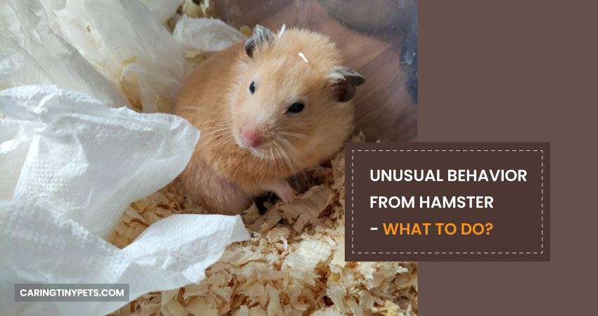 Unusual behavior from hamster