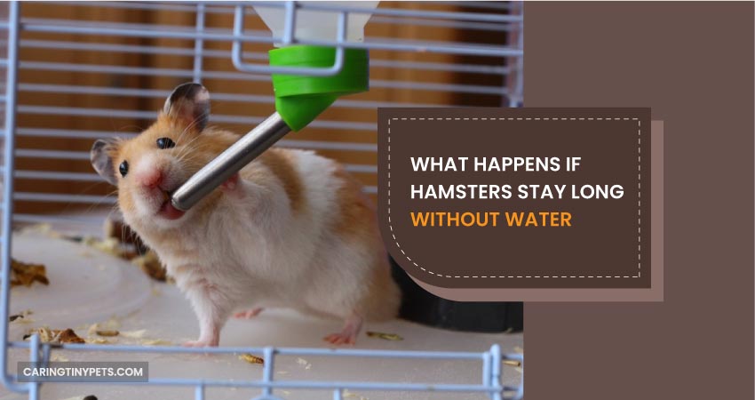 What Happens If Hamsters Stay Long Without Water