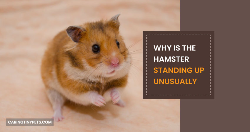 Why is the Hamster Standing Up Unusually