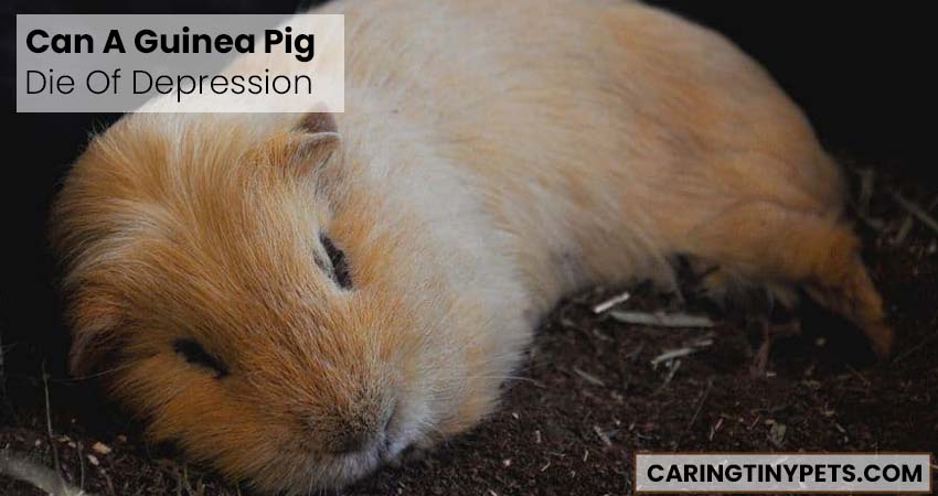 Can A Guinea Pig Die Of Depression