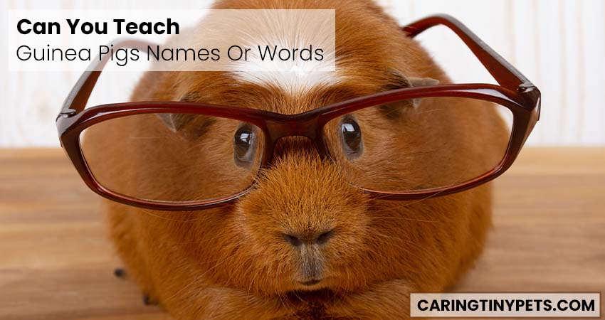 Can You Teach Guinea Pigs Names Or Words