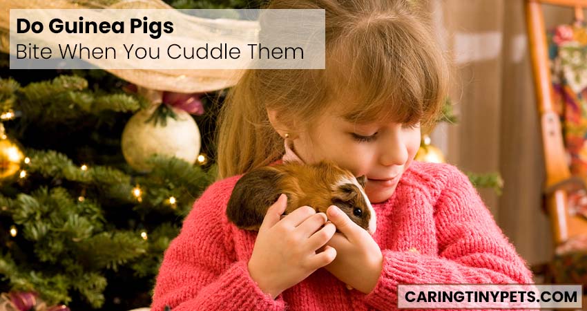 Do Guinea Pigs Bite When You Cuddle Them