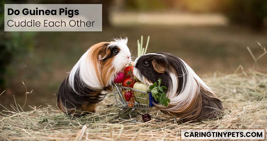 Do Guinea Pigs Cuddle Each Other