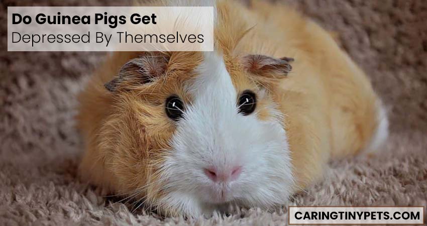 Do Guinea Pigs Get Depressed By Themselves