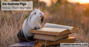 Do Guinea Pigs Know Their Names