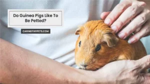 Do Guinea Pigs Like To Be Petted