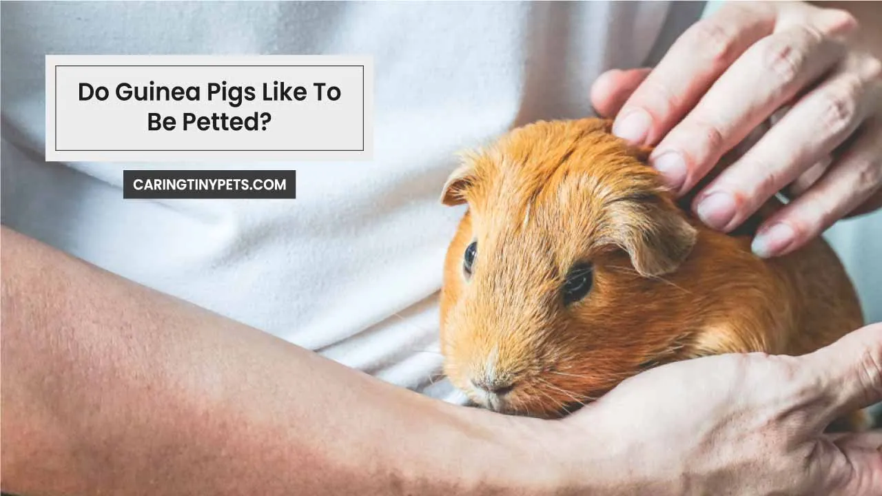 Do Guinea Pigs Like To Be Petted