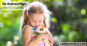 Do Guinea Pigs Like To Cuddle? [What You Should Know!]