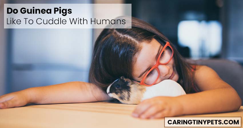 Do Guinea Pigs Like To Cuddle With Humans