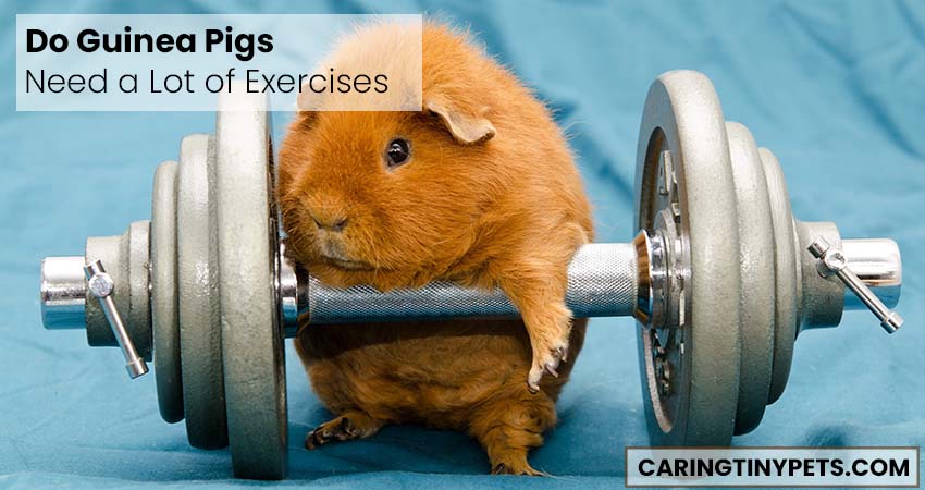 Do Guinea Pigs Need a Lot of Exercises