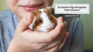 Do Guinea Pigs Recognize Their Owners? The Surprising Answer