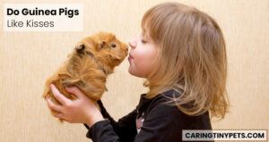 Do guinea pigs like kisses