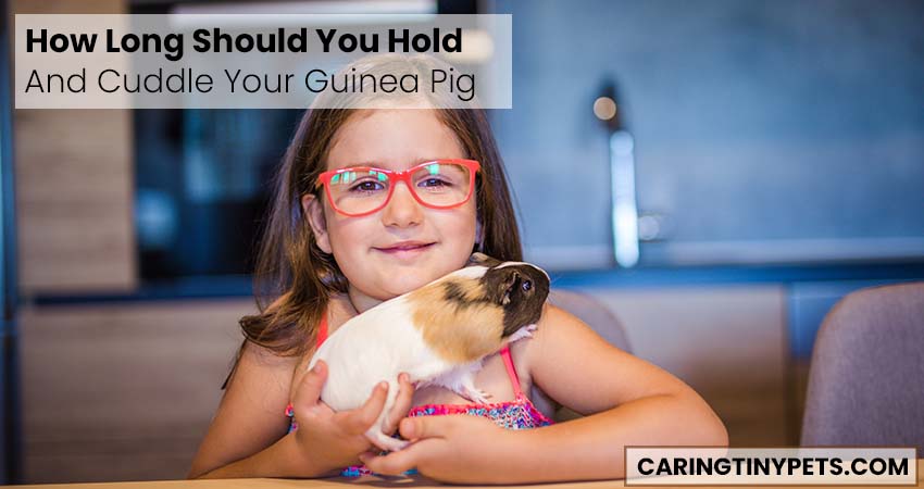 How Long Should You Hold And Cuddle Your Guinea Pig