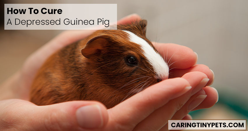 How To Cure A Depressed Guinea Pig