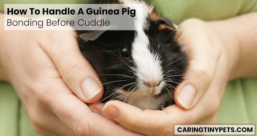 How To Handle A Guinea Pig (Bonding Before Cuddle)
