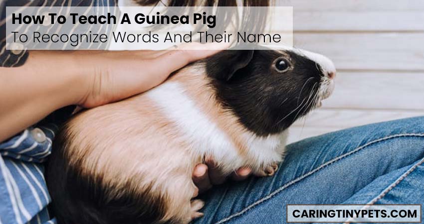 How To Teach A Guinea Pig To Recognize Words And Their Name