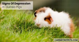 Signs Of Depression In Guinea Pigs – 9 Common Symptoms & Cures
