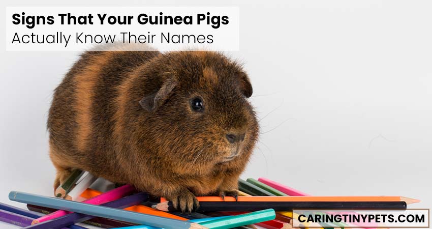 Signs That Your Guinea Pigs Actually Know Their Names
