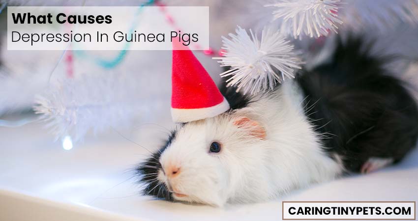 What Causes Depression In Guinea Pigs