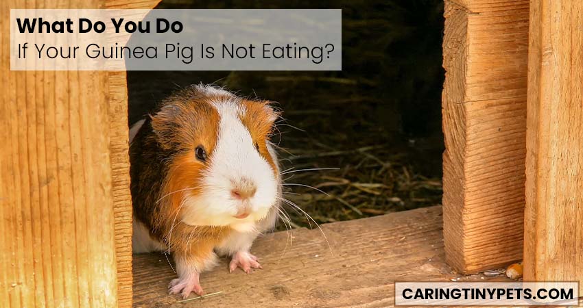 What Do You Do If Your Guinea Pig Is Not Eating