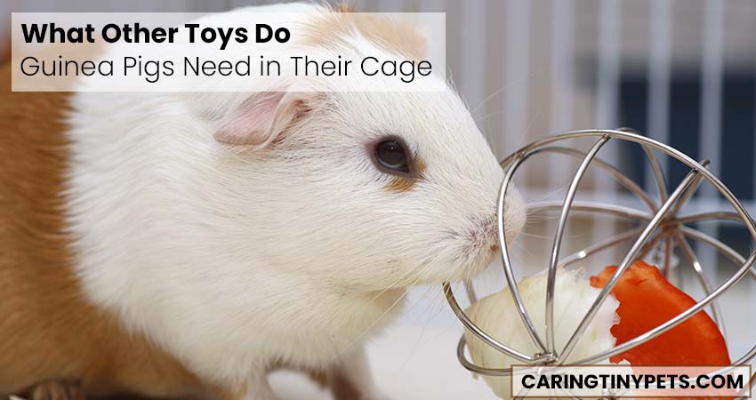 What Other Toys Do Guinea Pigs Need in Their Cage