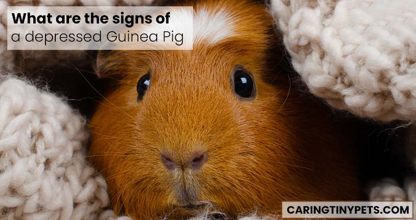 What are the signs of a depressed Guinea Pig