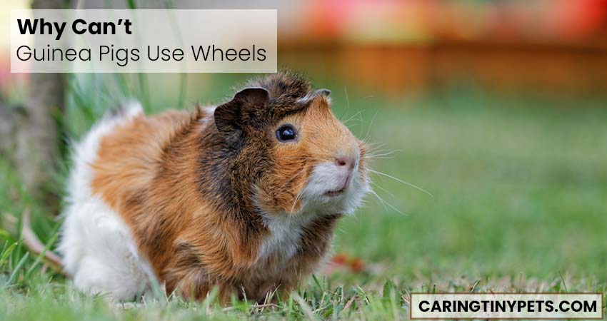 Why Can’t Guinea Pigs Use Wheels