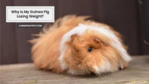 Why Is My Guinea Pig Losing Weight Reasons And How To Handle It