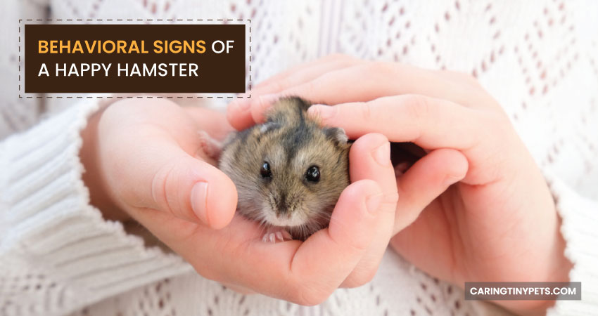 Behavioral Signs of a Happy Hamster