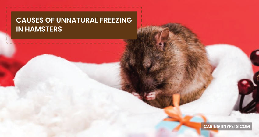 CAUSES-OF-UNNATURAL-FREEZING-IN-HAMSTERS